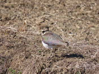 Northern Lapwing Teganuma Tue, 2/9/2021