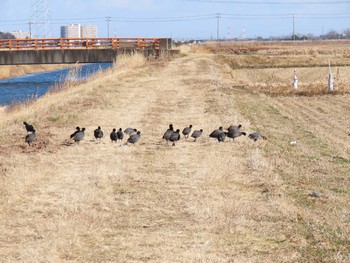 オオバン 手賀沼 2021年2月9日(火)