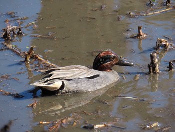 Eurasian Teal Teganuma Tue, 2/9/2021