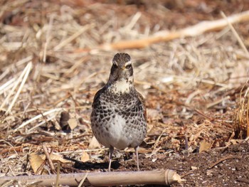 Dusky Thrush Teganuma Tue, 2/9/2021