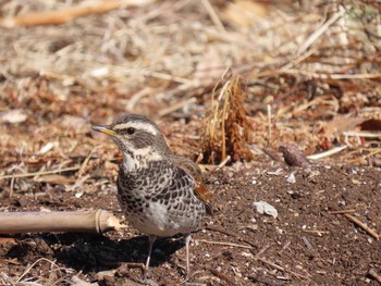 Dusky Thrush Teganuma Tue, 2/9/2021