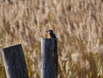 Common Kingfisher Kasai Rinkai Park Wed, 12/16/2020