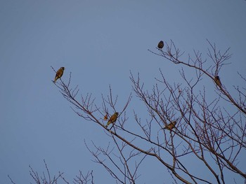 Grey-capped Greenfinch Kasai Rinkai Park Wed, 12/16/2020