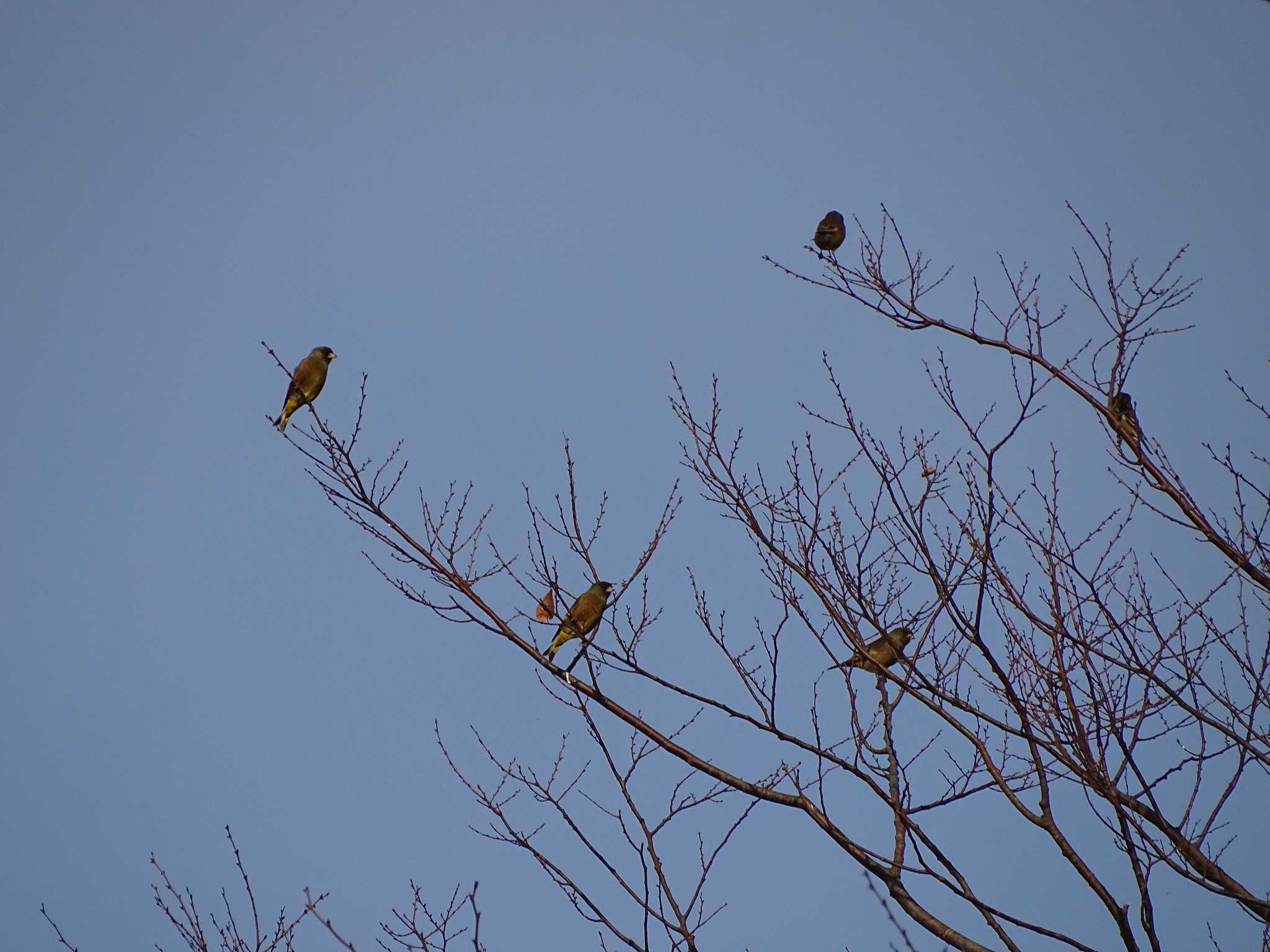 葛西臨海公園 カワラヒワの写真 by NU-1