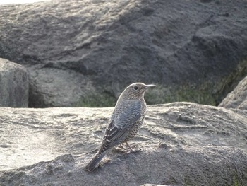 Blue Rock Thrush Kasai Rinkai Park Wed, 12/16/2020