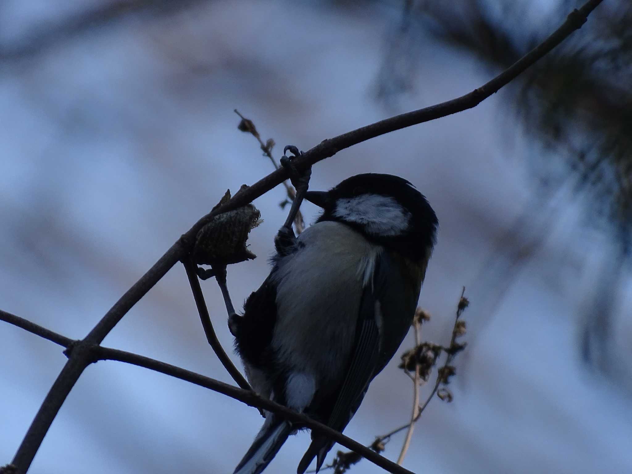 シジュウカラ