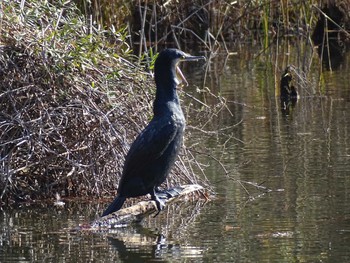 2020年12月28日(月) 石神井公園の野鳥観察記録