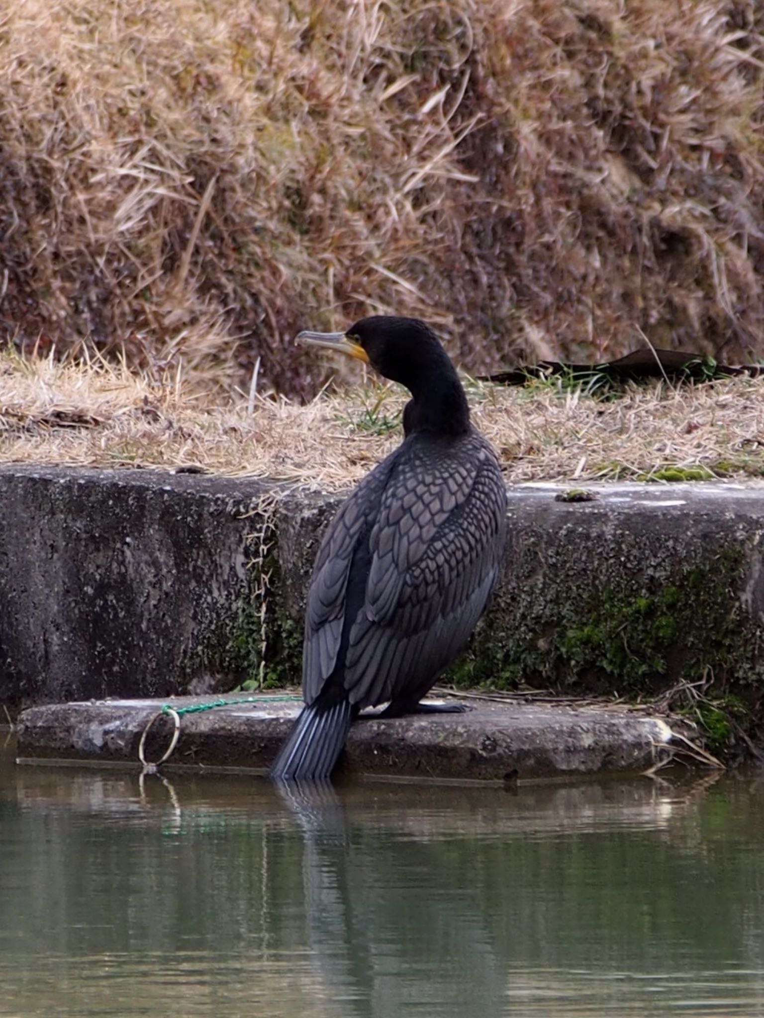 神戸市北区 カワウの写真 by Moe