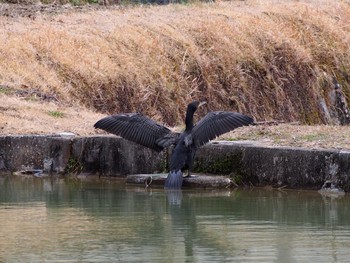 カワウ 神戸市北区 2021年2月9日(火)