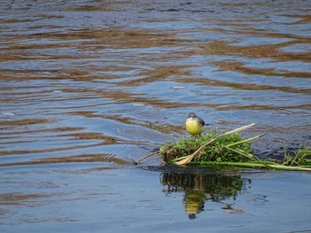 2020年12月29日(火) 多摩川の野鳥観察記録