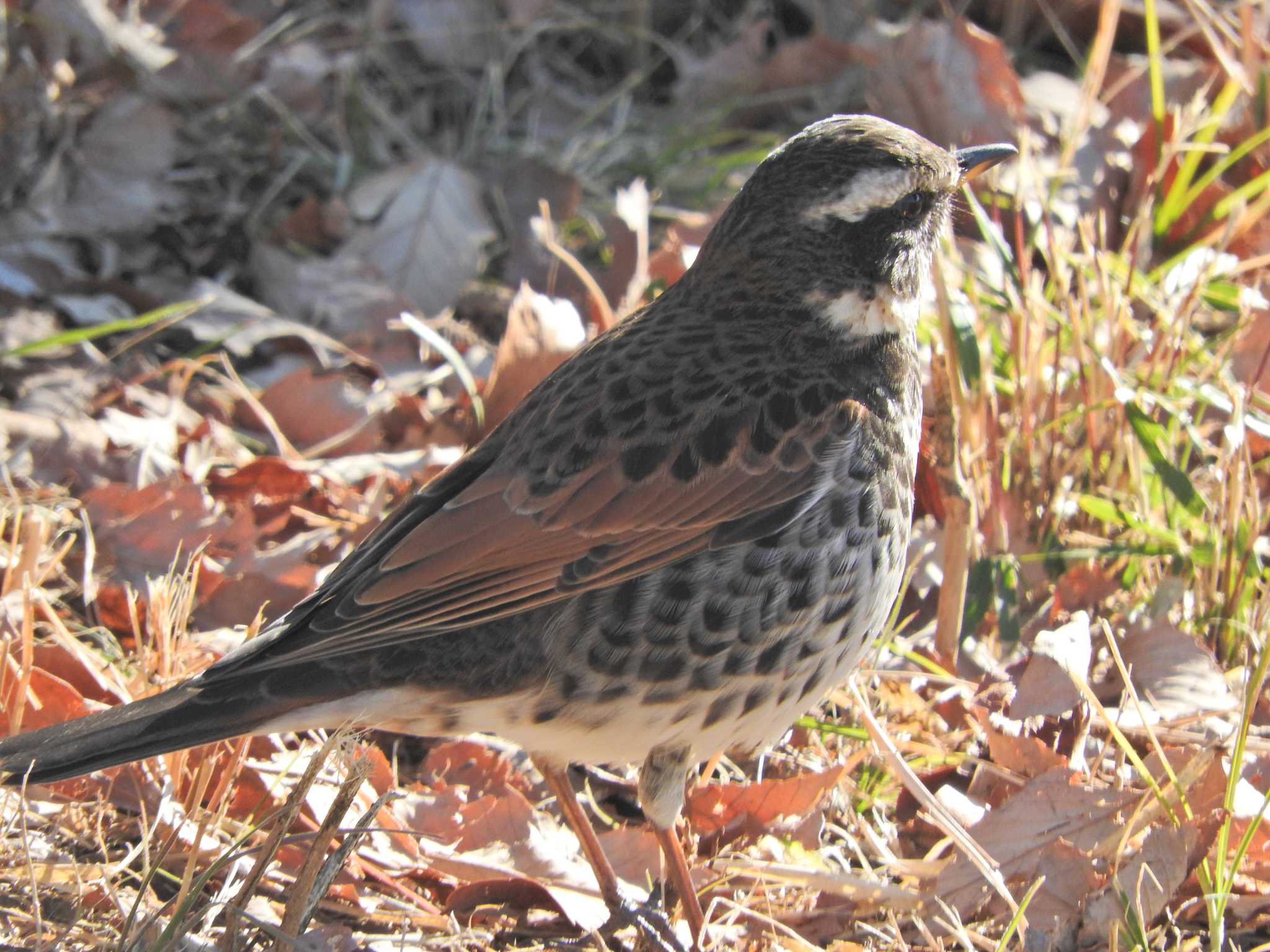 Dusky Thrush