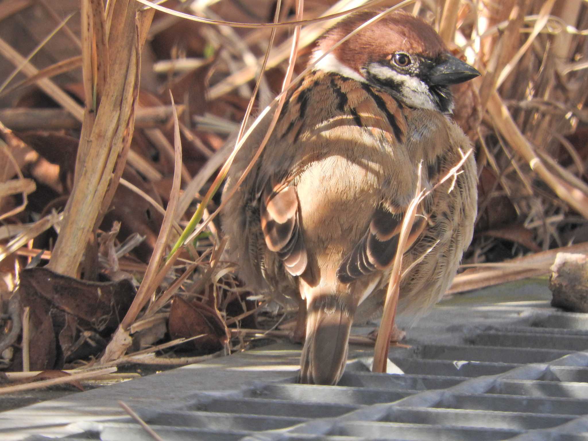 Eurasian Tree Sparrow