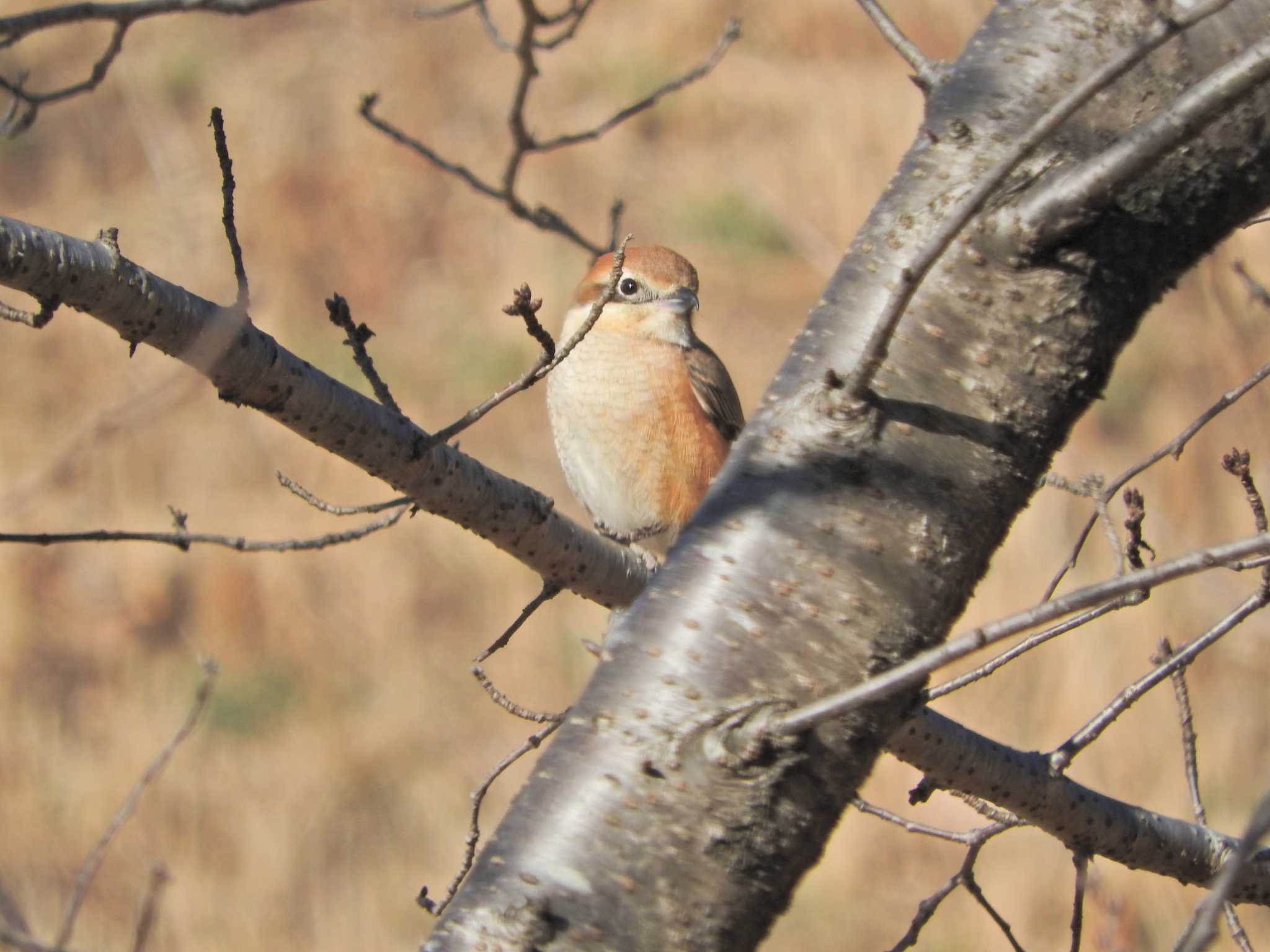 Bull-headed Shrike