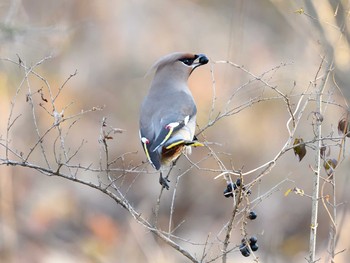 Bohemian Waxwing Unknown Spots Tue, 2/9/2021