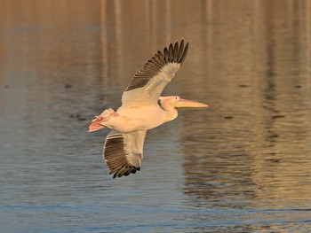 Great White Pelican North Inba Swamp Tue, 12/23/2014