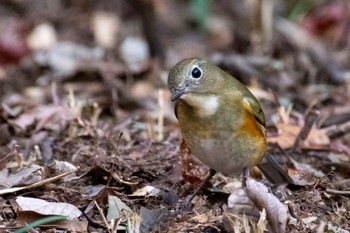 ルリビタキ 明治神宮 2021年2月7日(日)