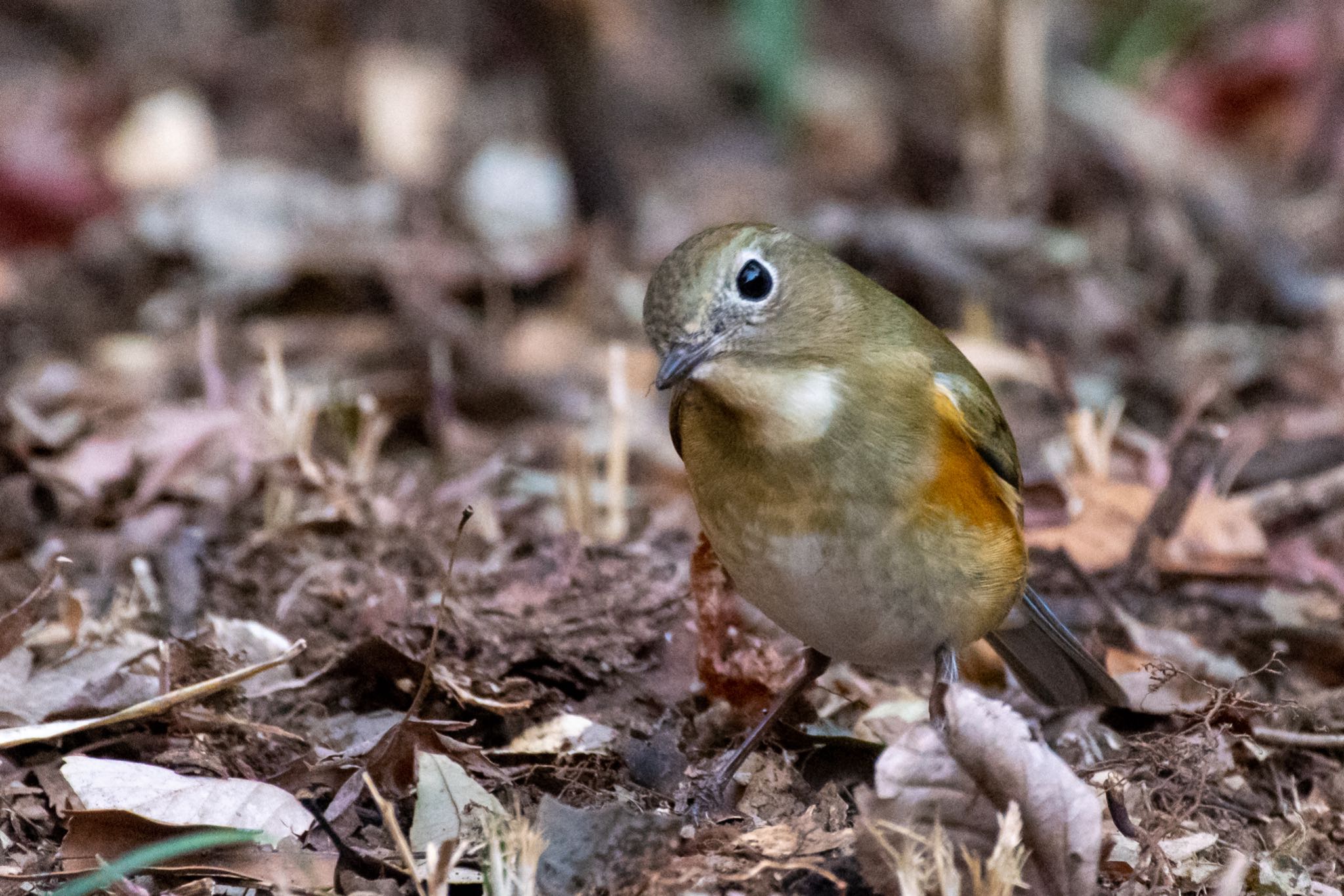 明治神宮 ルリビタキの写真 by Marco Birds