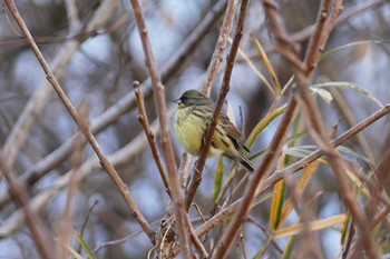 Masked Bunting Asaba Biotope Thu, 12/29/2016