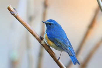 Red-flanked Bluetail Unknown Spots Sat, 2/6/2021