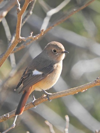 Tue, 2/9/2021 Birding report at 狭山湖