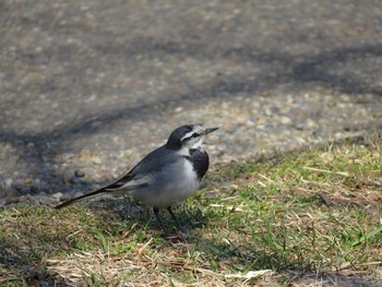 ハクセキレイ 葛西臨海公園 2021年1月21日(木)