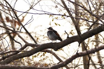 Dusky Thrush Asaba Biotope Thu, 12/29/2016