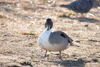 オナガガモ 多摩川河口 2021年1月30日(土)