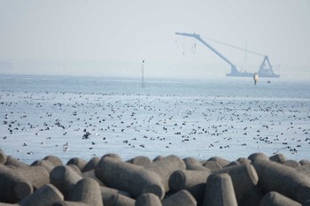 カンムリカイツブリ 葛西臨海公園 2021年2月7日(日)