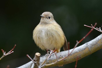 ジョウビタキ 聚楽園公園 2021年2月4日(木)