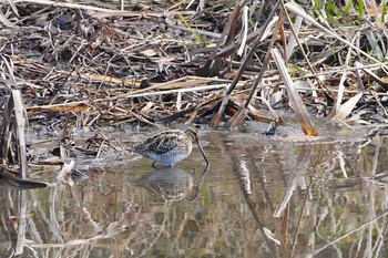 Common Snipe Asaba Biotope Thu, 12/29/2016