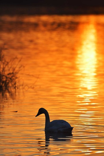 Tundra Swan 越辺川(埼玉県川島町) Sun, 1/22/2017