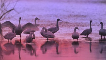 Tundra Swan 越辺川(埼玉県川島町) Fri, 1/5/2018