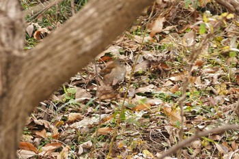 Pale Thrush Asaba Biotope Thu, 12/29/2016