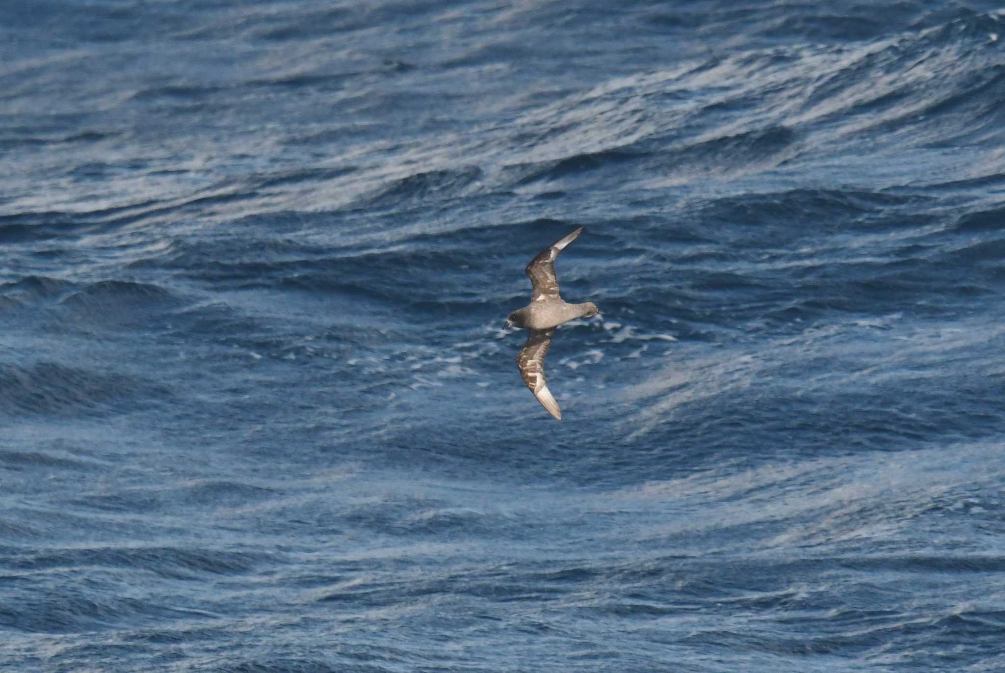 Providence Petrel