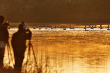 Tundra Swan 埼玉県川島 Sun, 1/22/2017