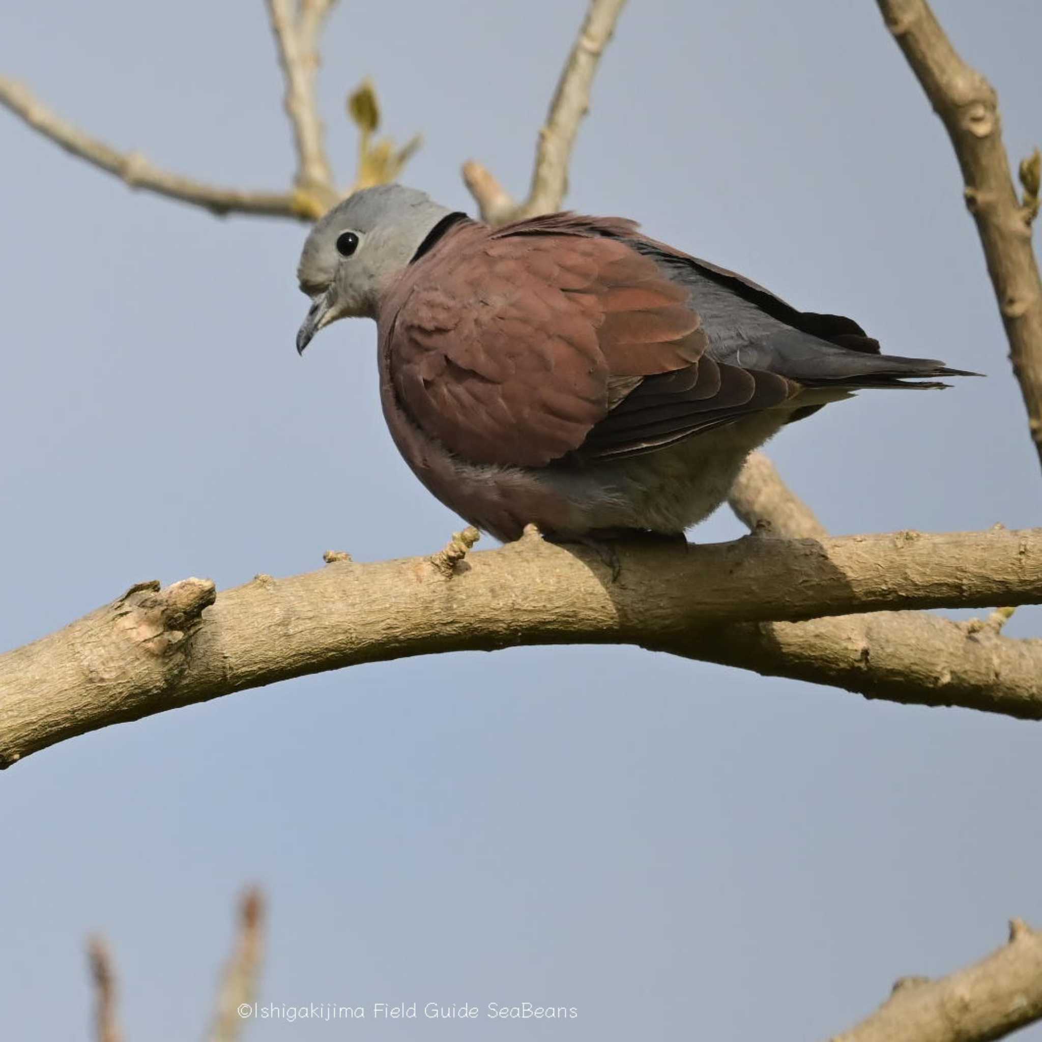 Photo of Red Collared Dove at Ishigaki Island by 石垣島バードウオッチングガイドSeaBeans