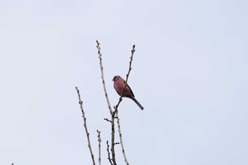 Siberian Long-tailed Rosefinch Asaba Biotope Thu, 12/29/2016