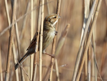 Marsh Grassbird 霞ヶ浦 Mon, 2/8/2021