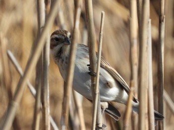 Zitting Cisticola 霞ヶ浦 Mon, 2/8/2021