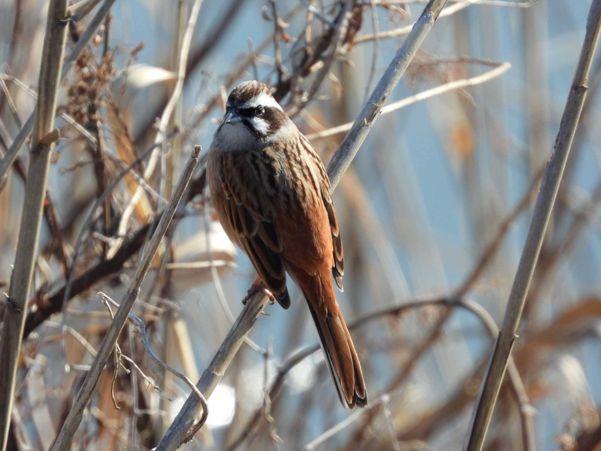 Photo of Meadow Bunting at 霞ヶ浦 by 奈佐原 顕郎