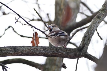 Hawfinch Asaba Biotope Thu, 12/29/2016