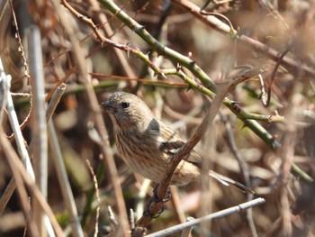 Siberian Long-tailed Rosefinch 霞ヶ浦 Mon, 2/8/2021