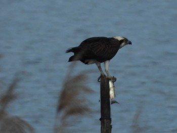 Osprey 霞ヶ浦 Mon, 2/8/2021