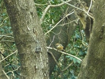 2021年1月22日(金) 裾野市の野鳥観察記録