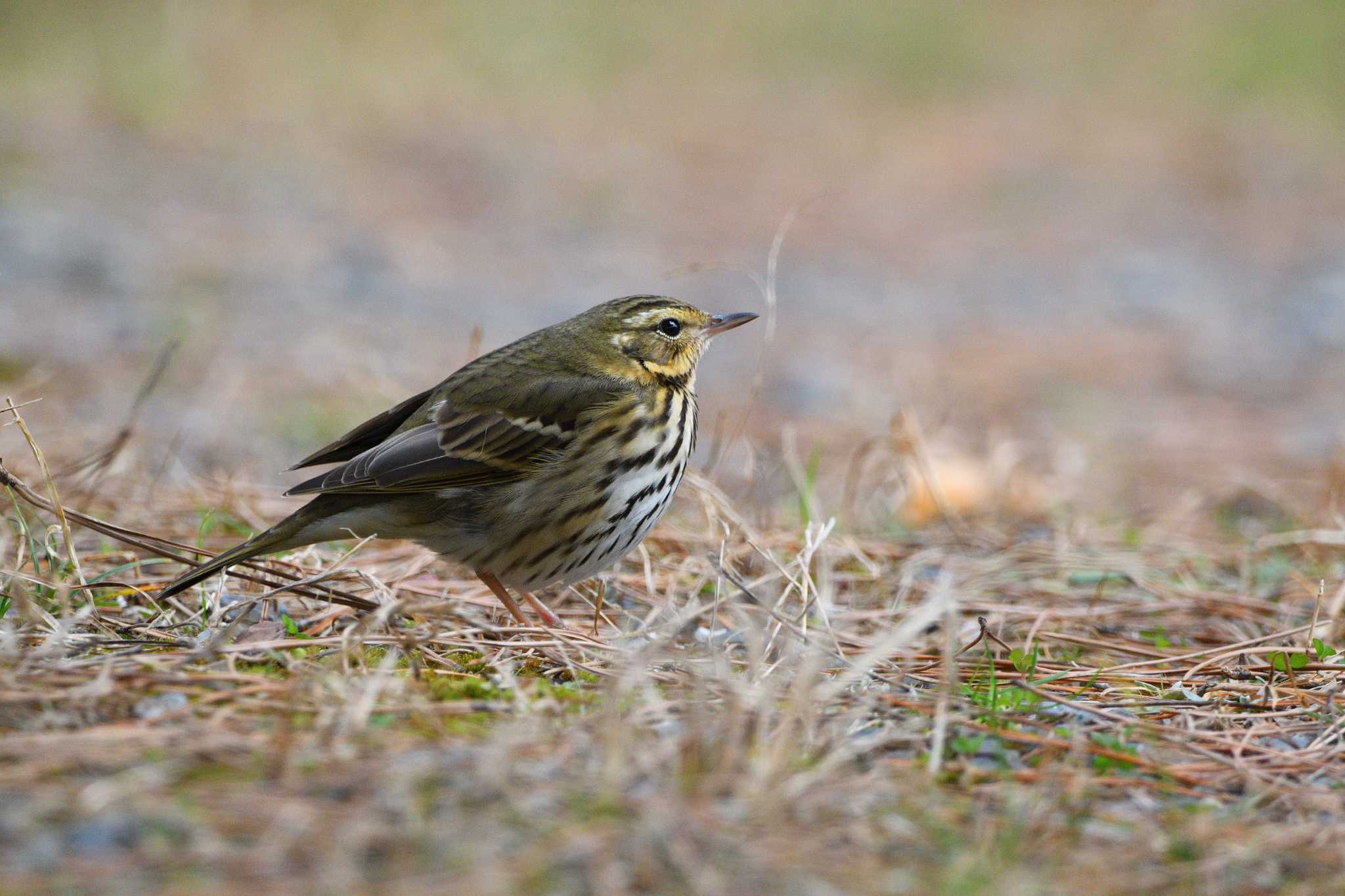 Olive-backed Pipit