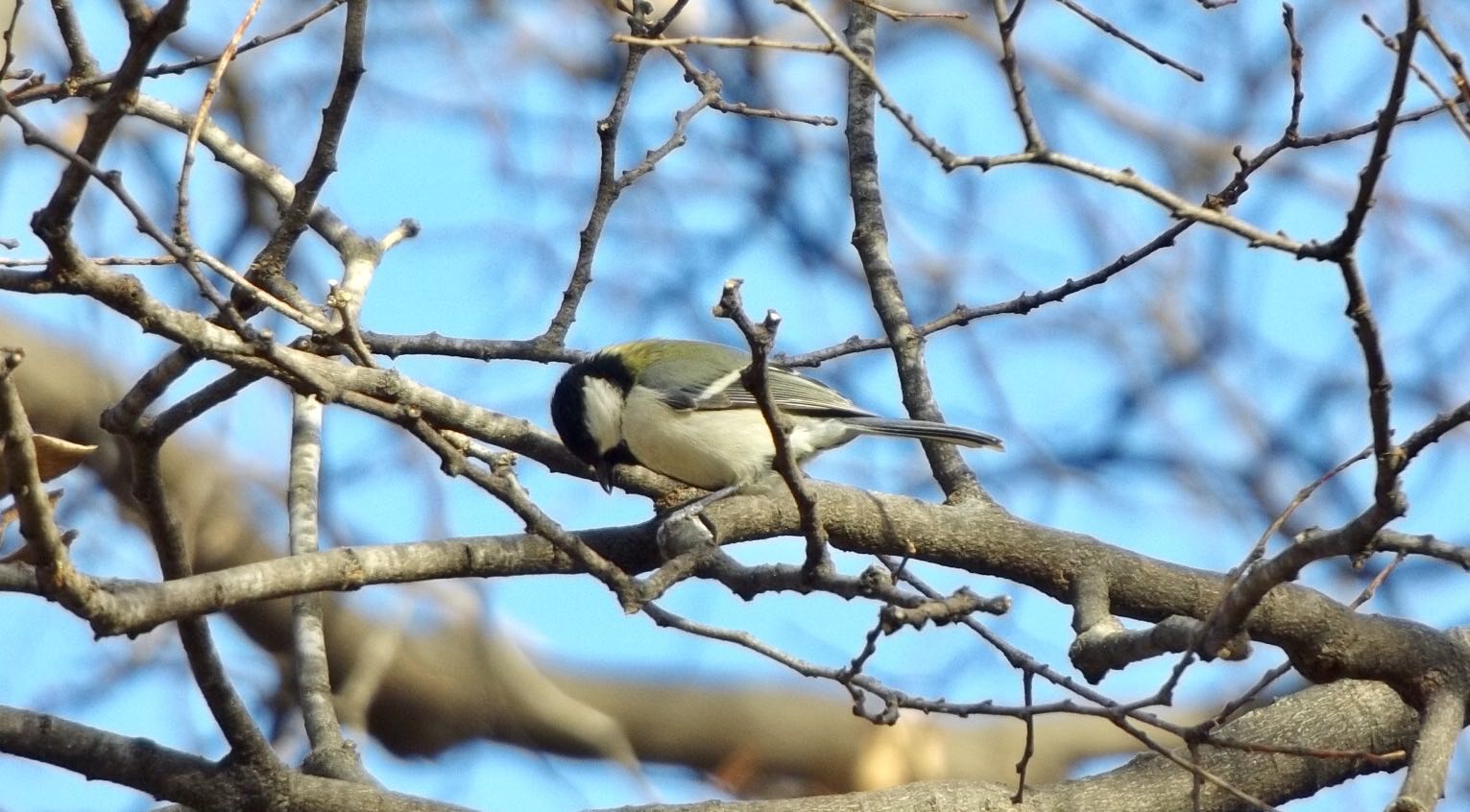 夙川 シジュウカラ