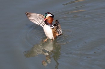 2021年2月9日(火) 奈良山公園の野鳥観察記録