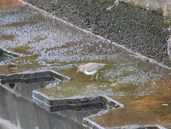 2021年2月10日(水) 入江川（横浜市神奈川区）の野鳥観察記録