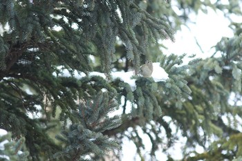 2021年2月9日(火) 旭山記念公園の野鳥観察記録