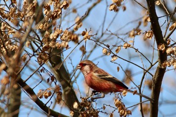 Siberian Long-tailed Rosefinch Watarase Yusuichi (Wetland) Thu, 12/29/2016